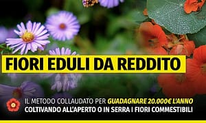 Fiori Eduli da reddito MASTER – Rendita Agricola